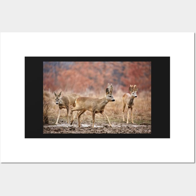 Roe deer family Wall Art by naturalis